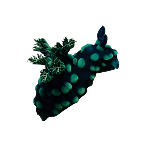 nembrotha cristata